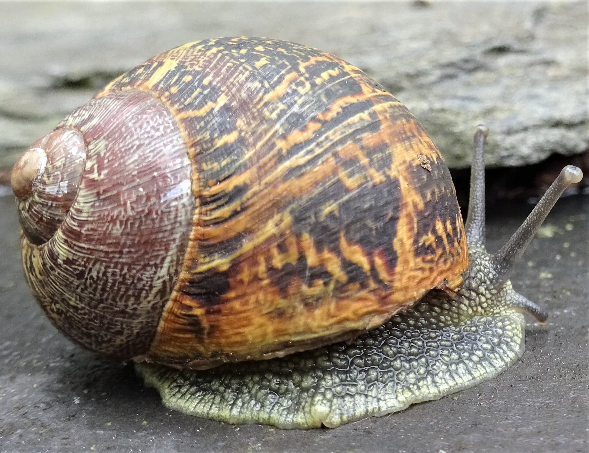A garden snail