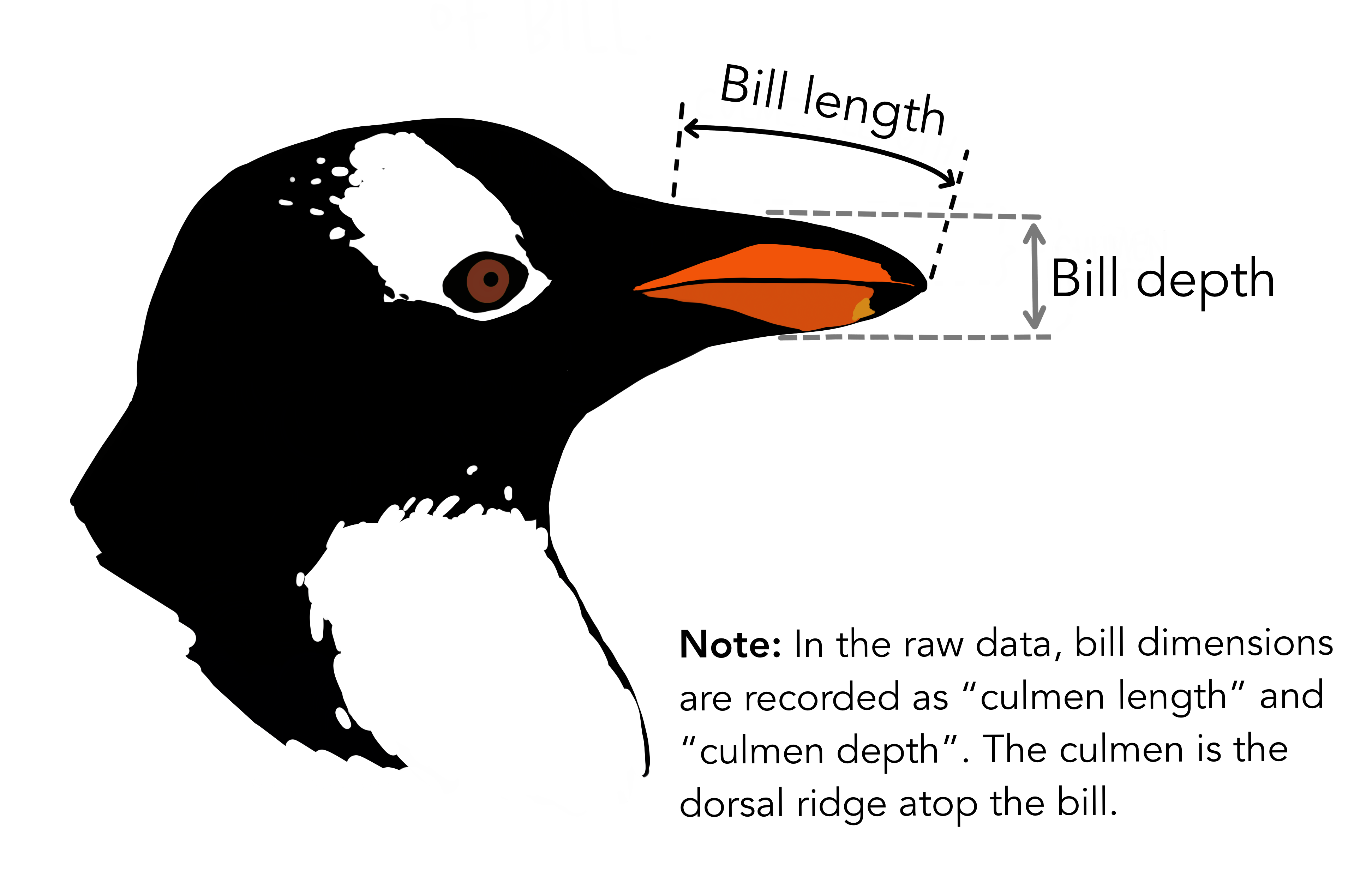 Diagram of a penguin head showing where bill length and bill depth are measured.