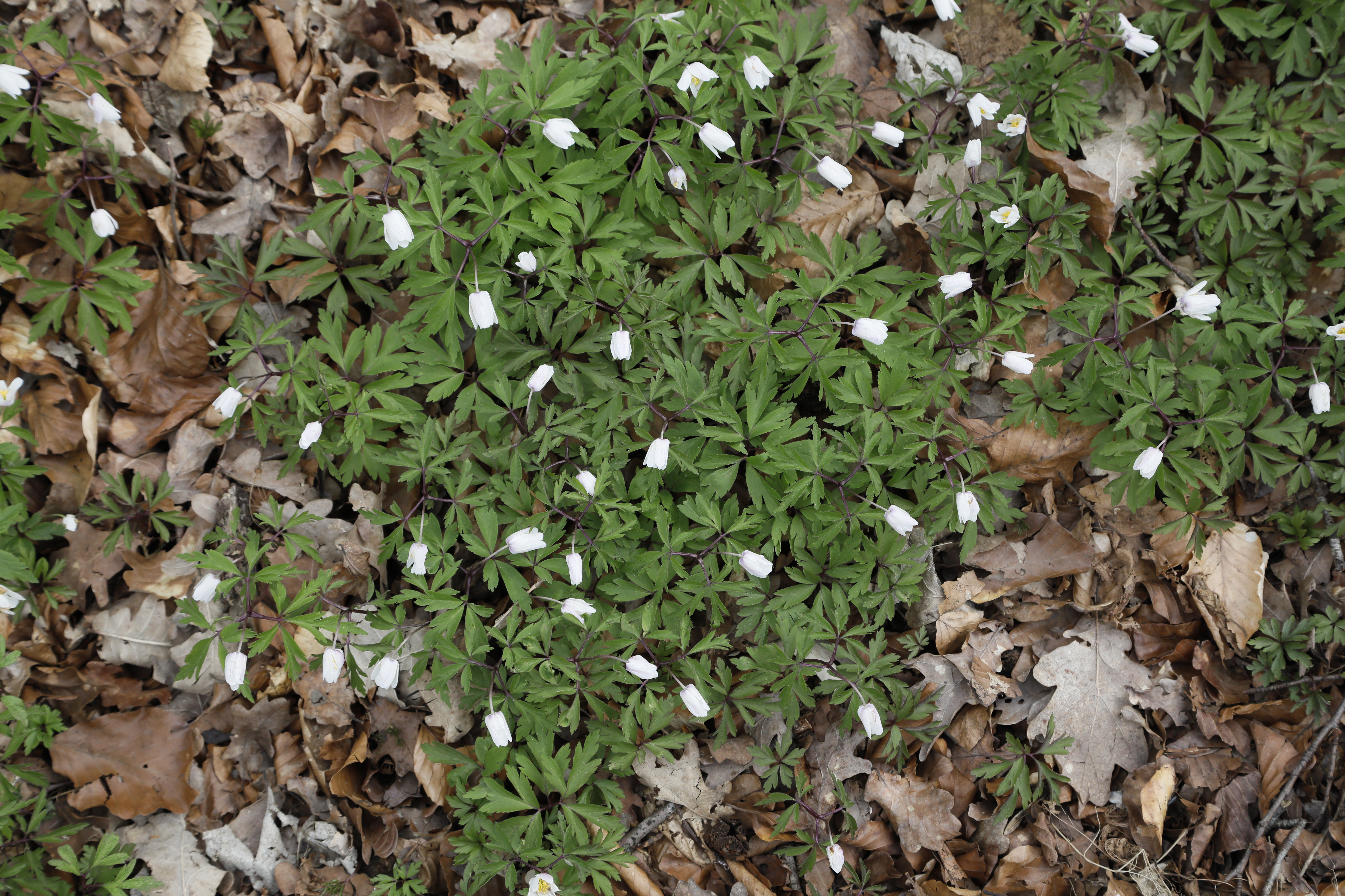 Top-down view of a woodland floor covered by divided green foliage, scattered white nodding flowers, and brown leaf litter; no scale or quadrat is visible.